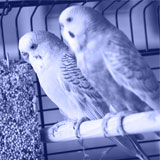 two budgerigar birds in a cage