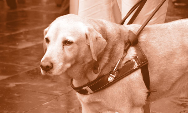 Service dog leading a blind person