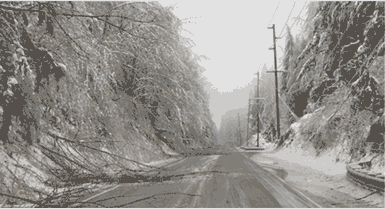 Picture of trees along a roadway that have been downed in an ice storm.
