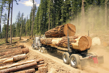 Photo shows a logging truck moving down a dirt road with fallen timber on one side and standing forest on the other side.
