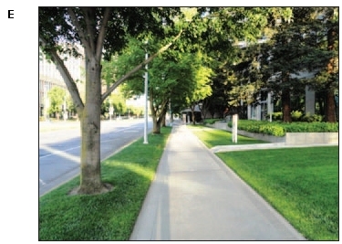 Photo of a wide sidewalk separated from the roadway by a strip of grass with trees.