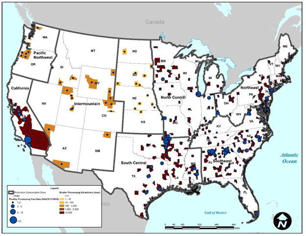 A nationwide map that depicts the attraction of broilers (farm to processing) at the county-level. The highest broiler attraction rates are not contained to one specific geographic region but are more densely concentrated near metropolitan areas.